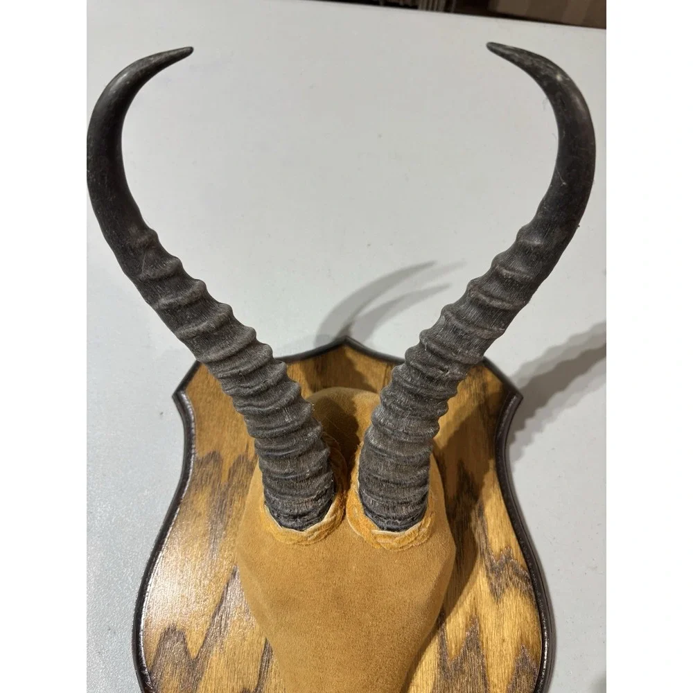 African Springbok Horns Vtg Plaque Taxidermy‎ Mount